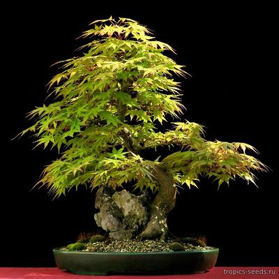 Acer palmatum - Клен японский
