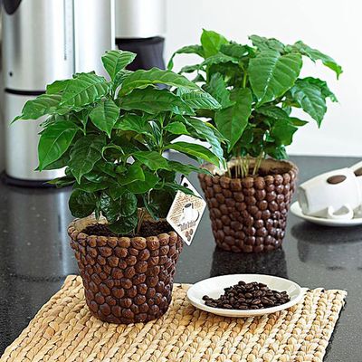 Coffea Arabica - Кофе Арабика