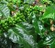 Coffea canephora - Кофе Робуста