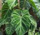 Philodendron verrucosum - Филодендрон
