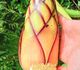 Musa textilis 'Borneo' - Банан текстильный