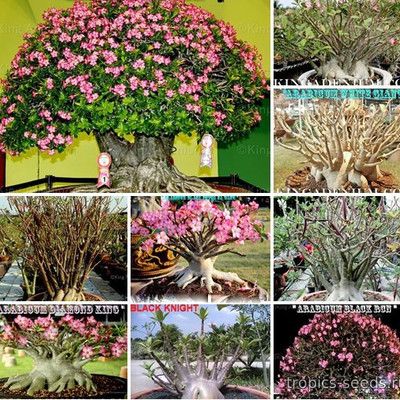 Перейти на страницу товара Adenium Arabicum MIX (10 шт.)