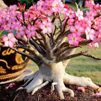 Перейти на страницу товара Adenium Arabicum