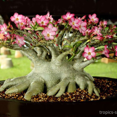 Перейти на страницу товара Adenium Arabicum