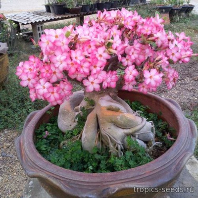 Перейти на страницу товара Adenium Arabicum