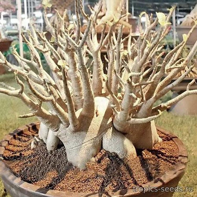 Перейти на страницу товара Adenium Arabicum