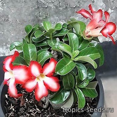 Перейти на страницу товара Adenium Obesum Mini Size