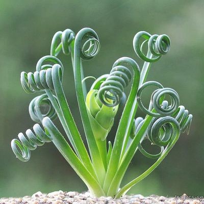 Albuca spiralis - Альбука спиральная