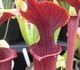 Sarracenia alata 'red throat' x flava 'rubricorpora' - Саррацения