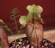 Sarracenia purpurea ssp 'venosa' chipola form - Саррацения пурпурная
