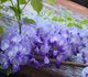 Wisteria sinensis - Глициния китайская (голубая)