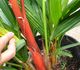 Cyrtostachys lakka - Циртостахис, Красная сургучная пальма