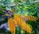 Grevillea robusta - Гревиллея мощная
