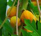 Carica papaya - Папайя (Дынное дерево)
