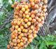 Butia capitata - Бутия головчатая (Мармеладная пальма)