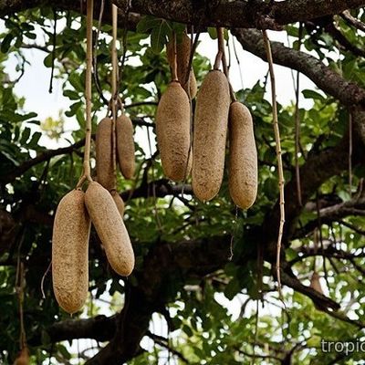 Kigelia pinnata - Кигелия Африканская (Колбасное дерево)