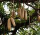 Kigelia pinnata - Кигелия Африканская (Колбасное дерево)