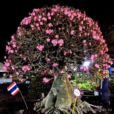 Перейти на страницу товара Adenium arabicum