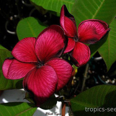 Перейти на страницу товара Plumeria rubra BLACK TIGER - Плюмерия
