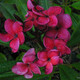 Plumeria rubra BLACK TIGER - Плюмерия