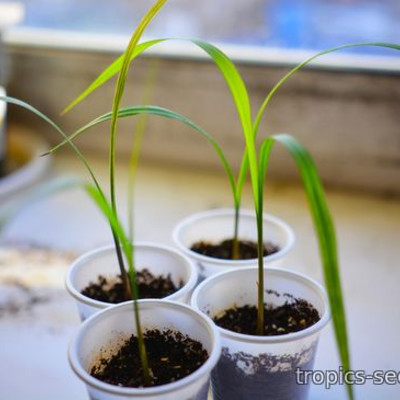 Перейти на страницу товара Washingtonia filifera - Вашингтония, Молодое растение (1шт.)