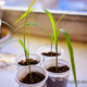 Washingtonia filifera - Вашингтония, Молодое растение (5 шт.) УЦЕНКА