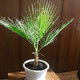 Washingtonia filifera - Вашингтония, Молодое растение (5 шт.) УЦЕНКА