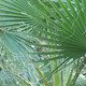 Washingtonia filifera - Вашингтония, Молодое растение (5 шт.) УЦЕНКА