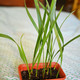 Phoenix dactylifera - Финик, Молодое растение (1 шт.)