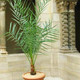 Phoenix dactylifera - Финик, Молодое растение (1 шт.)
