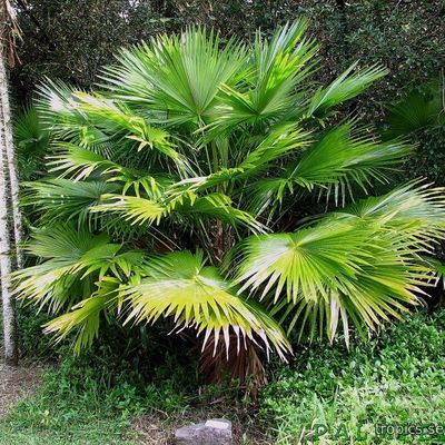 Livistona rotundifolia - Ливистона Круглолистная