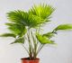 Livistona rotundifolia - Ливистона Круглолистная
