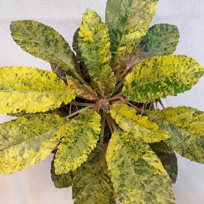 Dorstenia foetida variegata - Дорстения (пестролистная)