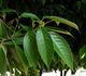 Quercus glauca - Дуб сизый, Японский голубой дуб