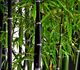 Phyllostachys nigra - Бамбук черный