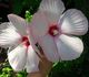 Hibiscus moscheutos - Гибискус мускусный