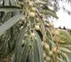 Elaeagnus angustifolia - Лох узколистный