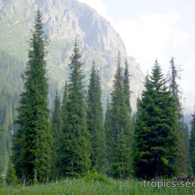 Picea schrenkiana - Ель Шренка (Тянь-Шаньская)