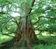 Metasequoia glyptostroboides - Метасеквойя китайская