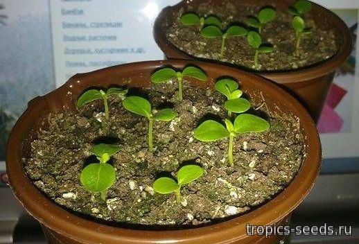 Как проращивать семена Адениума