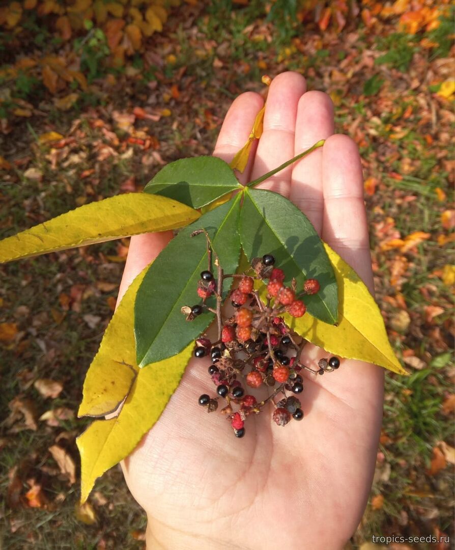 Ура! Большое поступление свежих семян!