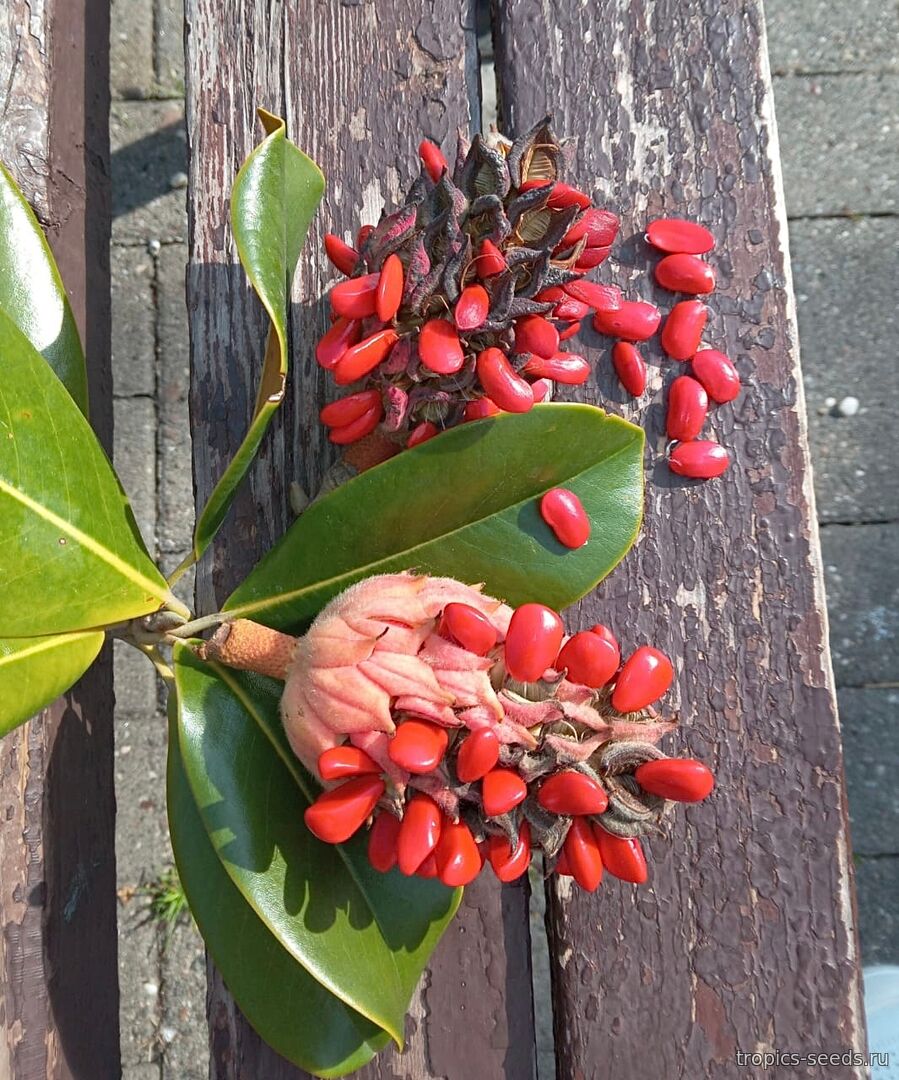 Свежие семена Магнолии Грандифлора