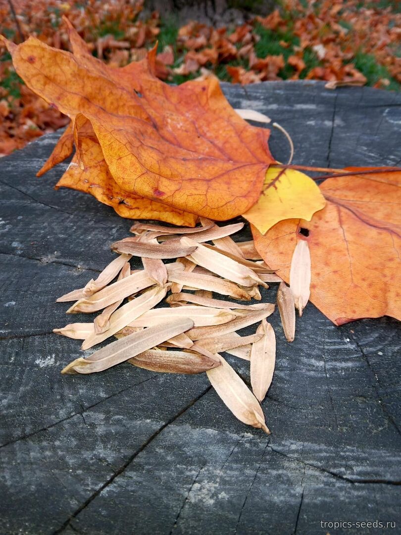 Итоги сбора семян в ноябре 2025