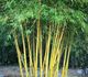 Bambusa arundinacea - Бамбук тростниковый