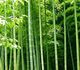 Bambusa arundinacea - Бамбук тростниковый
