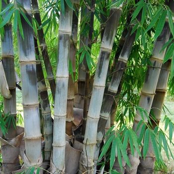 Dendrocalamus asper - Бамбук шершавый