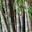 Dendrocalamus asper - Бамбук шершавый