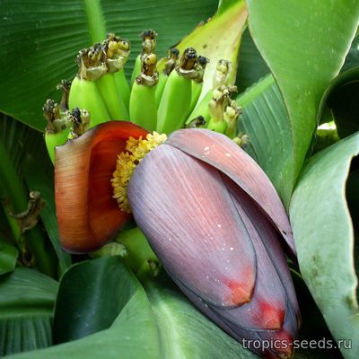 Musa acuminata dwarf - Банан карликовый