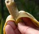 Musa acuminata dwarf - Банан карликовый