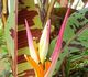 Musa acuminata 'Zebrina' - Банан заостренный 